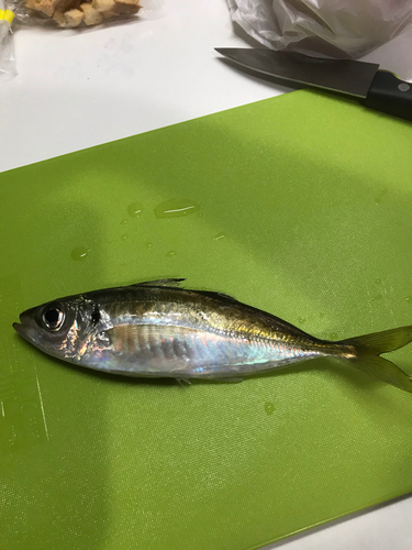 アジの釣果