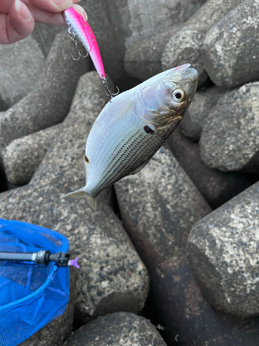 コノシロの釣果