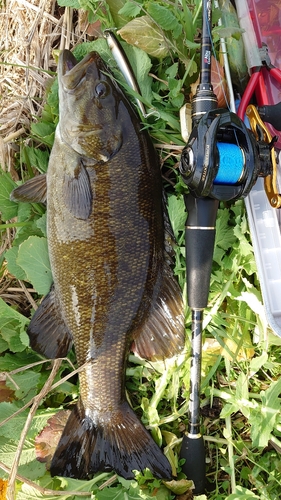 スモールマウスバスの釣果