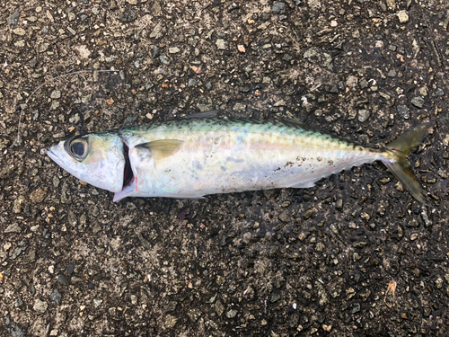 サバの釣果