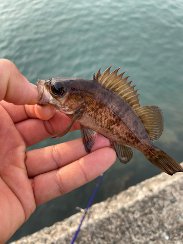 メバルの釣果