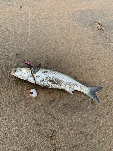 ボラの釣果