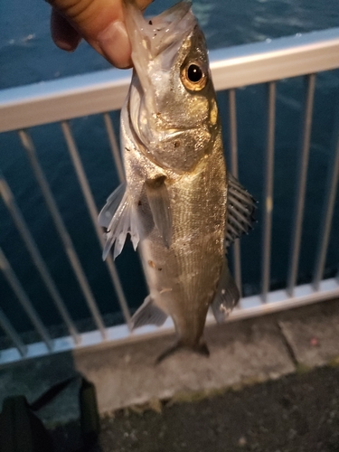 セイゴ（ヒラスズキ）の釣果