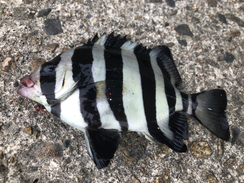 イシダイの釣果