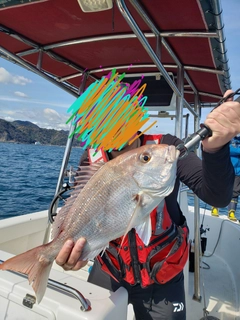 マダイの釣果