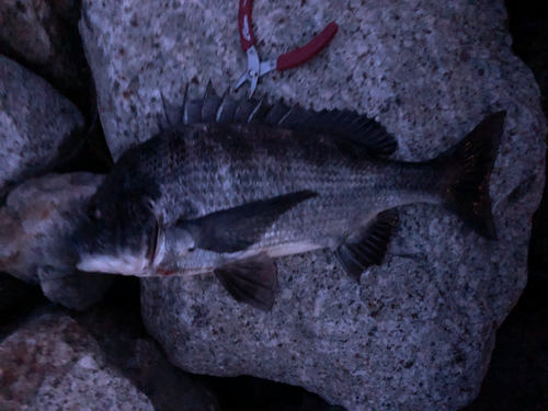 クロダイの釣果