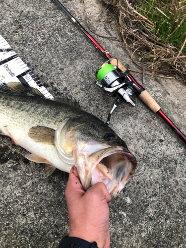 ブラックバスの釣果