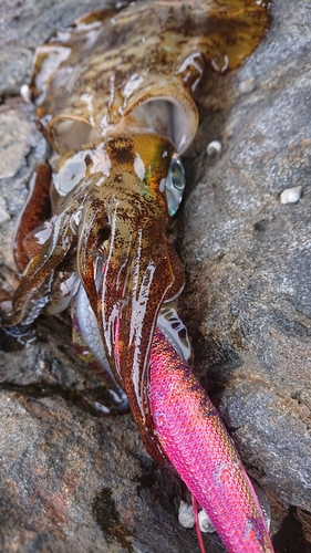 アオリイカの釣果