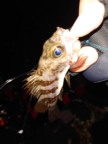 シロメバルの釣果