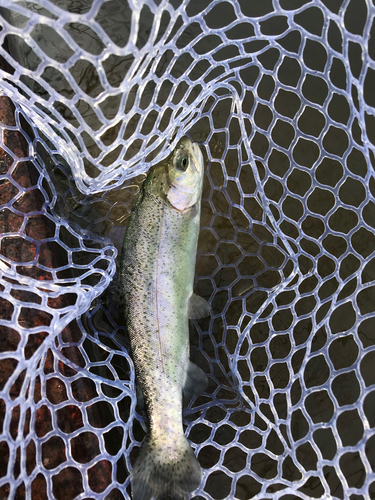 トラウトの釣果