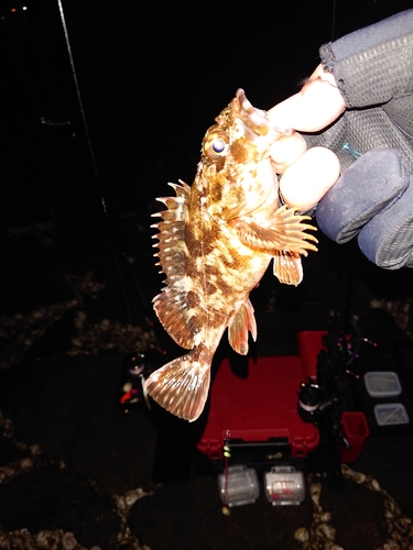 カサゴの釣果