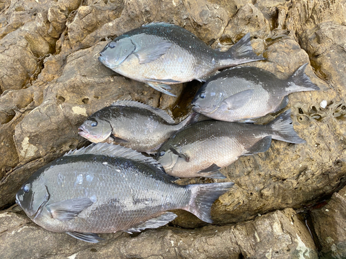 メジナの釣果