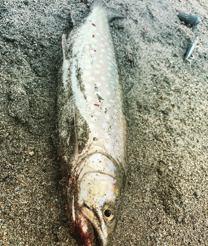 サクラマスの釣果