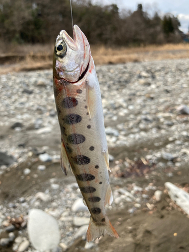 ヤマメの釣果