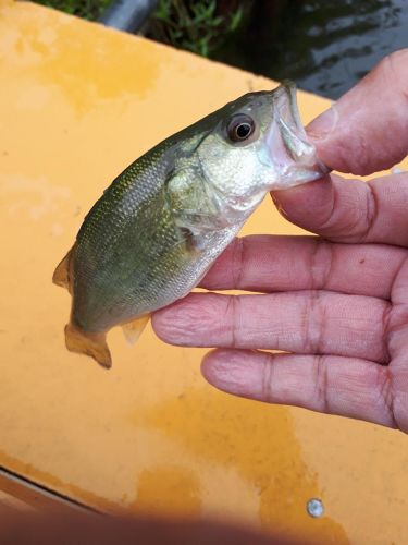 ラージマウスバスの釣果