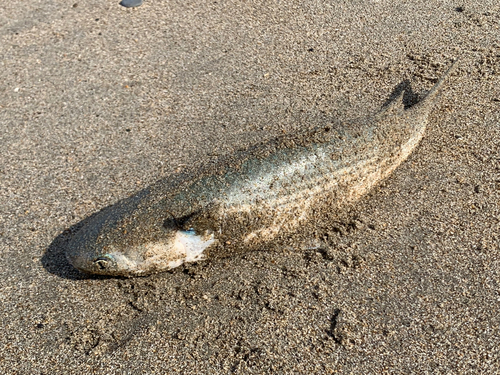 ボラの釣果