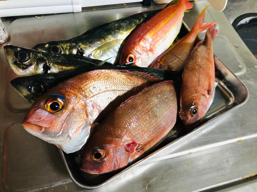 マダイの釣果