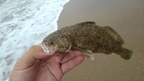 イシモチの釣果