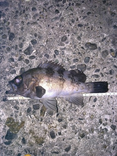 シロメバルの釣果