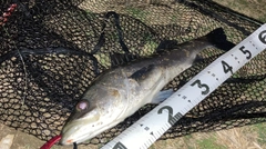 フッコ（マルスズキ）の釣果