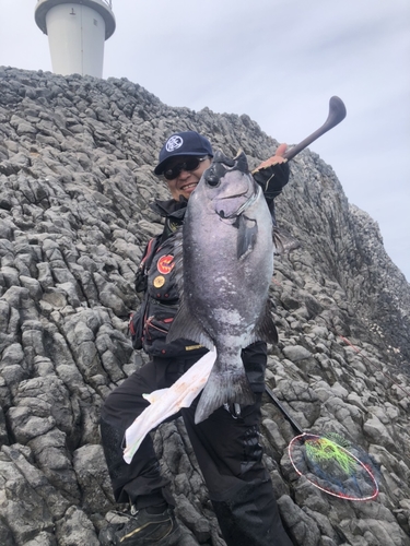 イシダイの釣果