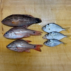 アカササノハベラの釣果