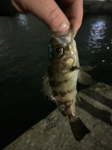 メバルの釣果