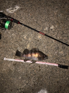 メバルの釣果