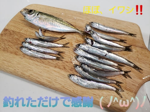 アジの釣果