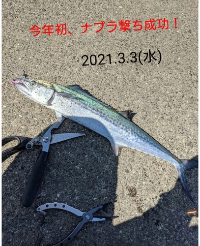 サゴシの釣果