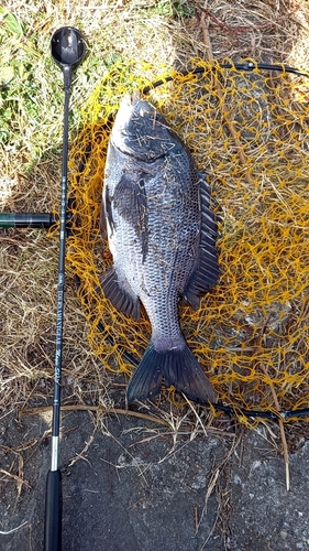 チヌの釣果