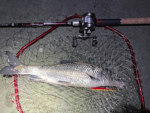 ニゴイの釣果