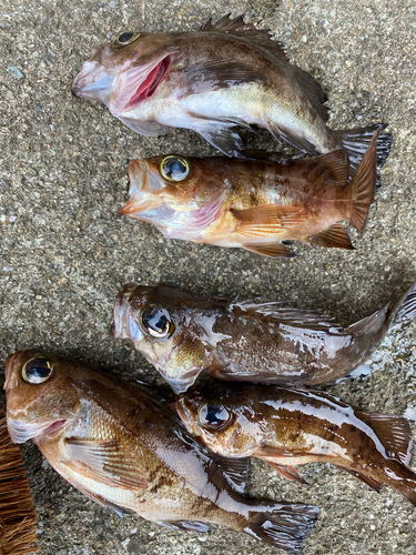 アカメバルの釣果