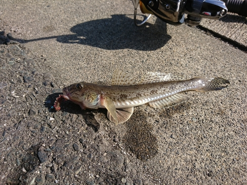 ハゼの釣果