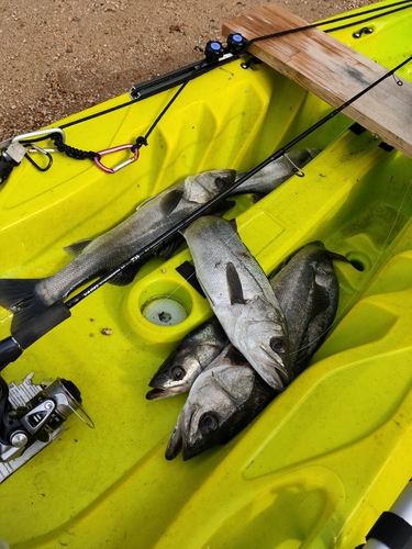 シーバスの釣果