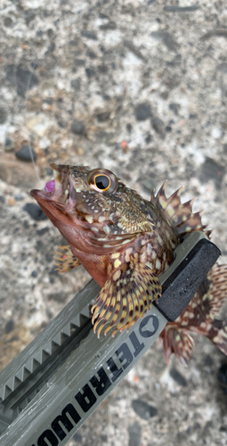 カサゴの釣果