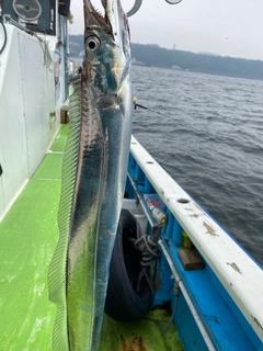 タチウオの釣果