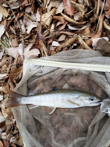 イワナの釣果