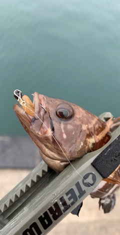 ハタの釣果