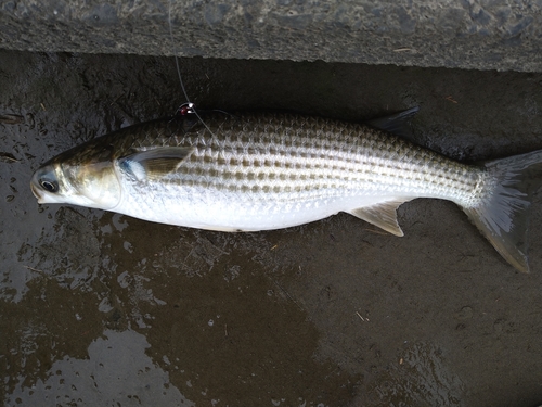 ボラの釣果