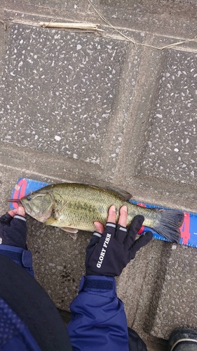 ブラックバスの釣果