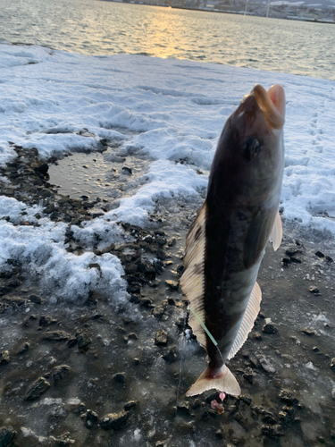 ホッケの釣果