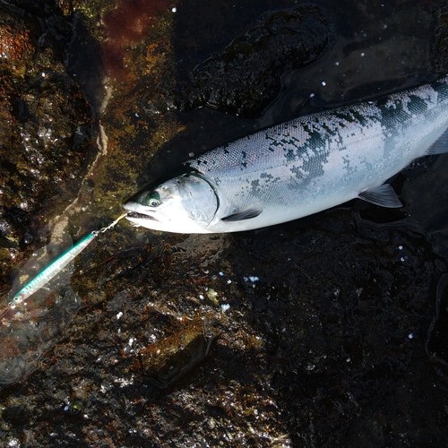 サクラマスの釣果