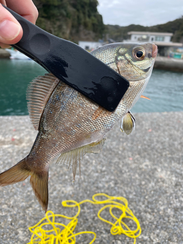 ウミタナゴの釣果