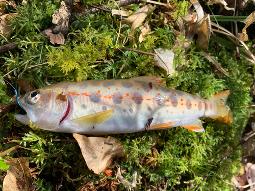 アマゴの釣果