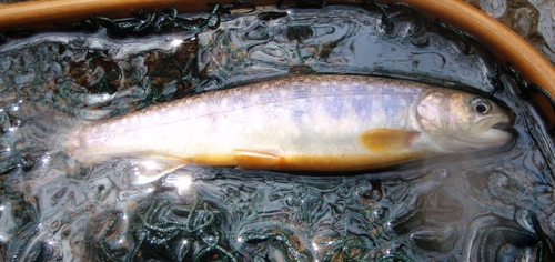 イワナの釣果