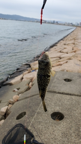 クサフグの釣果