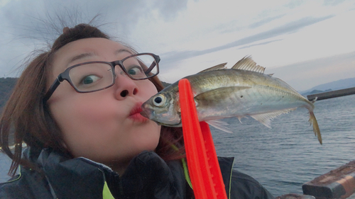 マアジの釣果