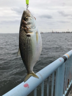 コノシロの釣果