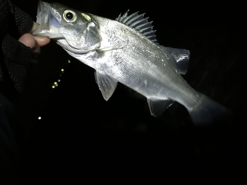 セイゴ（ヒラスズキ）の釣果